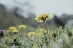 写真作例 オールドレンズとミラーレス