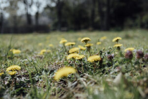 写真作例 オールドレンズとミラーレス