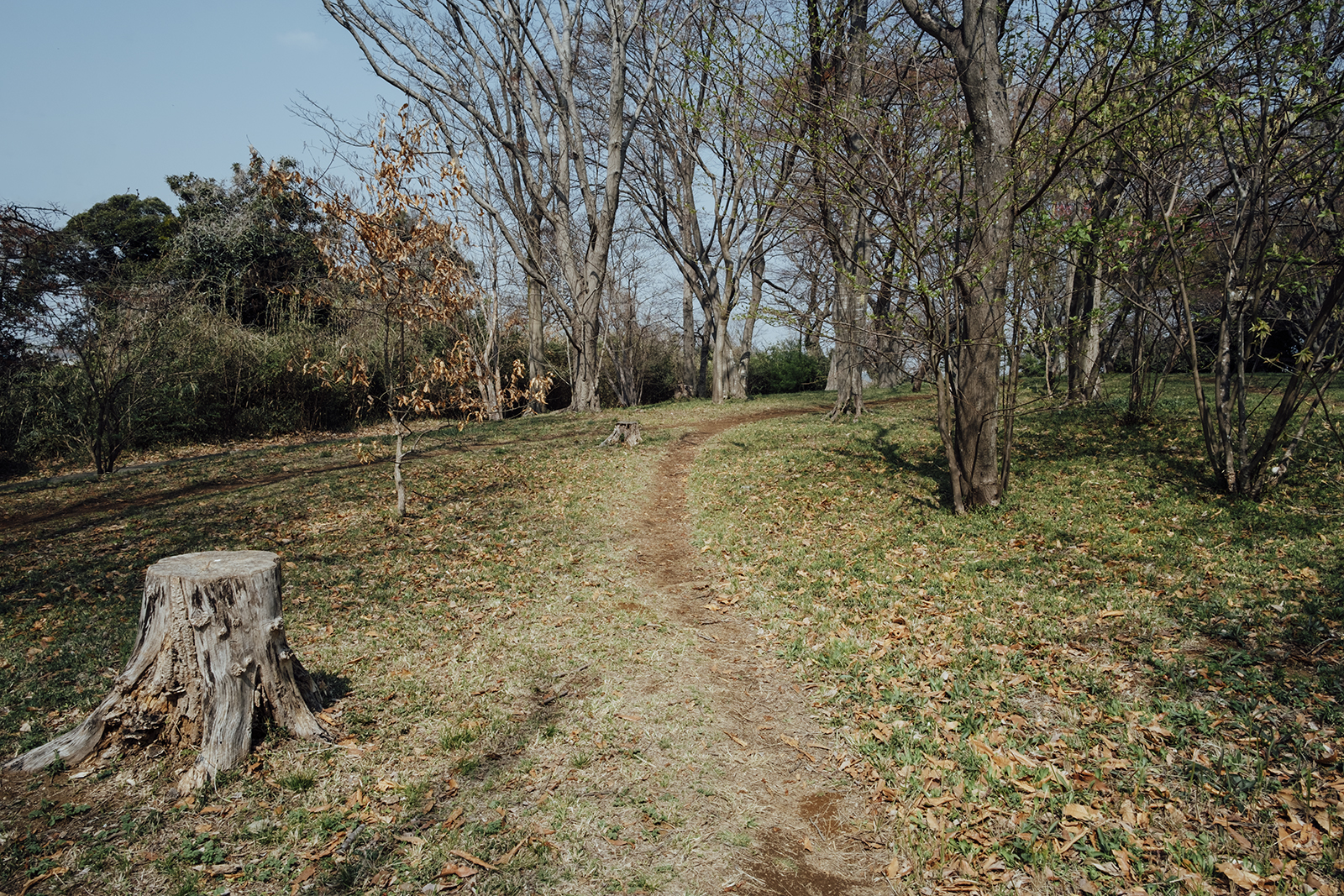 写真作例 マニュアルレンズとミラーレス