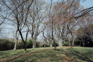 写真作例 オールドレンズとミラーレス
