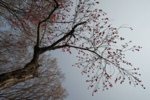 写真作例 オールドレンズとミラーレス