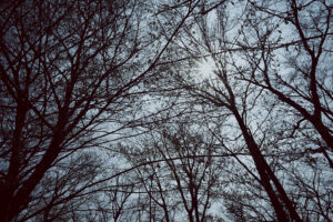 写真作例 オールドレンズとミラーレス