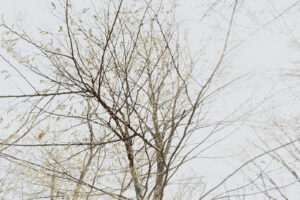 写真作例 オールドレンズとミラーレス