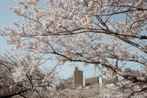 写真作例 オールドレンズとミラーレス