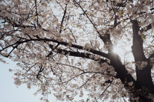 写真作例 オールドレンズとミラーレス