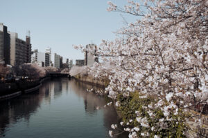 写真作例 オールドレンズとミラーレス