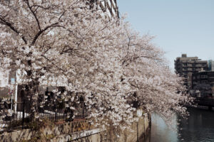 写真作例 オールドレンズとミラーレス