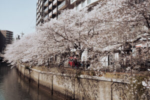 写真作例 オールドレンズとミラーレス