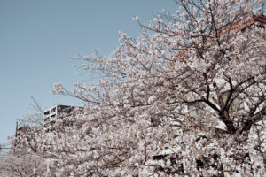 写真作例 オールドレンズとミラーレス
