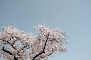 写真作例 オールドレンズとミラーレス