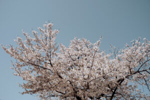 写真作例 オールドレンズとミラーレス