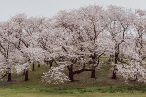 写真作例 オールドレンズとミラーレス