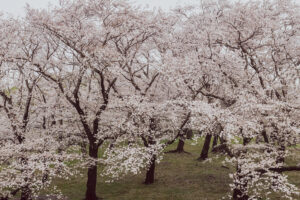 写真作例 オールドレンズとミラーレス
