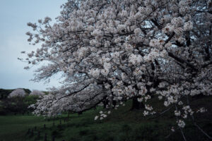 写真作例 オールドレンズとミラーレス