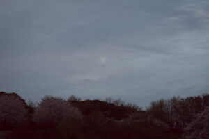 写真作例 オールドレンズとミラーレス