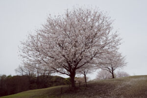 写真作例 オールドレンズとミラーレス
