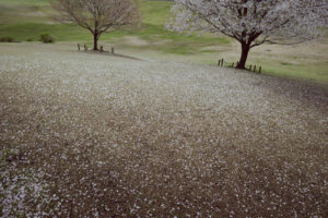 写真作例 オールドレンズとミラーレス