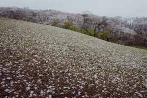 写真作例 オールドレンズとミラーレス