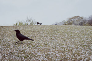 写真作例 オールドレンズとミラーレス