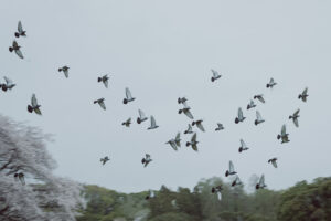 写真作例 オールドレンズとミラーレス