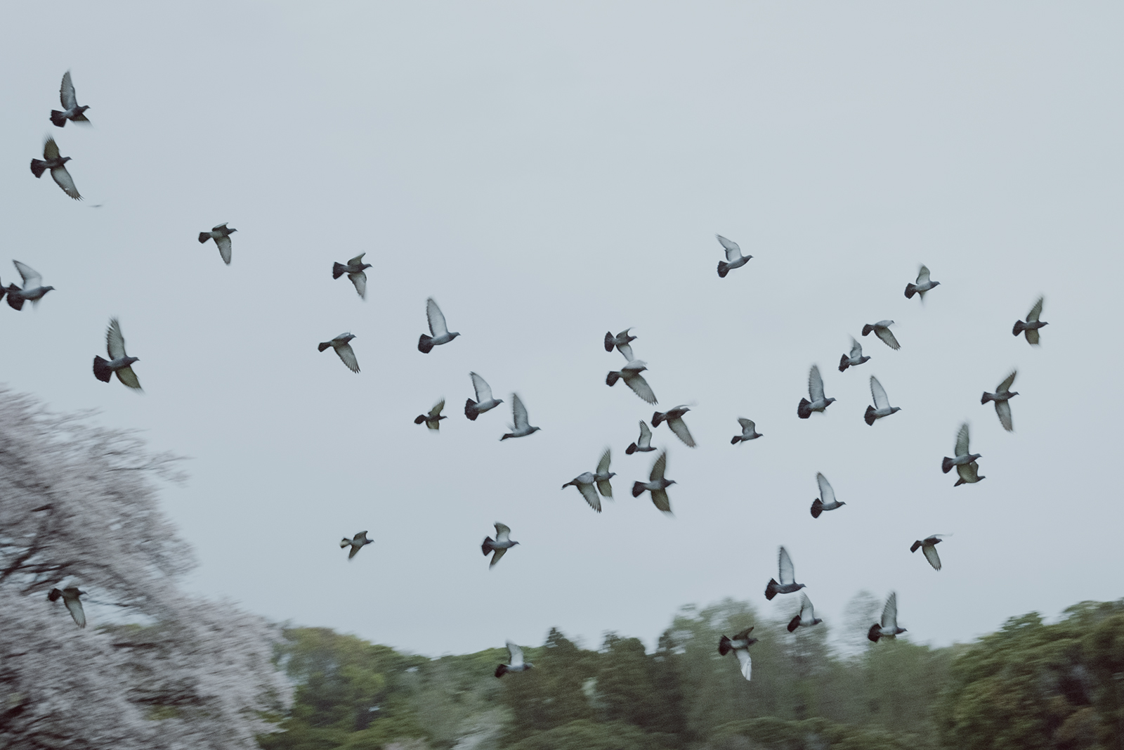 写真作例 マニュアルレンズとミラーレス