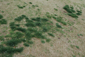 写真作例 オールドレンズとミラーレス