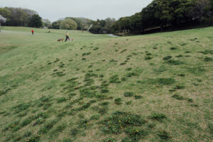 写真作例 オールドレンズとミラーレス