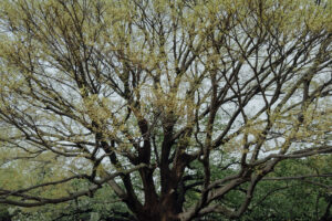 写真作例 オールドレンズとミラーレス