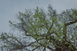 写真作例 オールドレンズとミラーレス