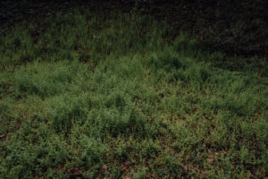 写真作例 オールドレンズとミラーレス