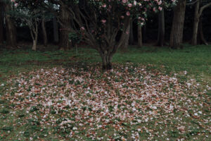 写真作例 オールドレンズとミラーレス