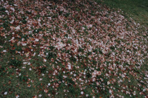 写真作例 オールドレンズとミラーレス