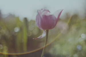 写真作例 オールドレンズとミラーレス