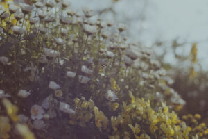 写真作例 オールドレンズとミラーレス