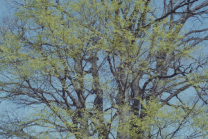 写真作例 オールドレンズとミラーレス