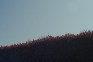 写真作例 オールドレンズとミラーレス