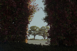 写真作例 オールドレンズとミラーレス