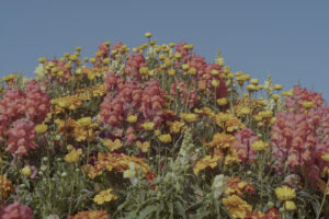 写真作例 オールドレンズとミラーレス