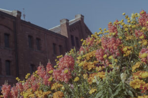 写真作例 オールドレンズとミラーレス