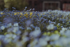 写真作例 オールドレンズとミラーレス