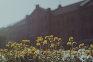 写真作例 オールドレンズとミラーレス