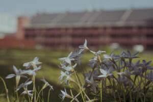 写真作例 オールドレンズとミラーレス