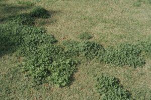 写真作例 オールドレンズとミラーレス