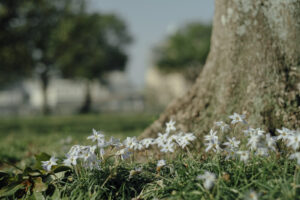 写真作例 オールドレンズとミラーレス