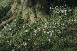 写真作例 オールドレンズとミラーレス