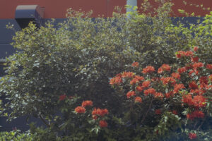 写真作例 オールドレンズとミラーレス