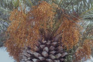 写真作例 オールドレンズとミラーレス