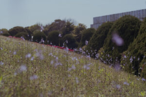 写真作例 オールドレンズとミラーレス