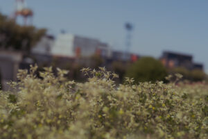 写真作例 オールドレンズとミラーレス
