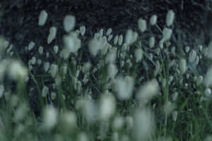 写真作例 オールドレンズとミラーレス